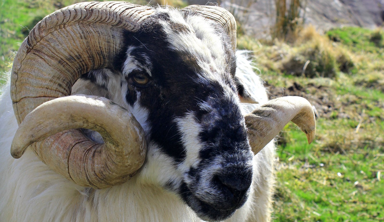 6 Day Adventure Tour of Ireland - Hikes, Wildlife, History - Sheep - Dingle peninsula