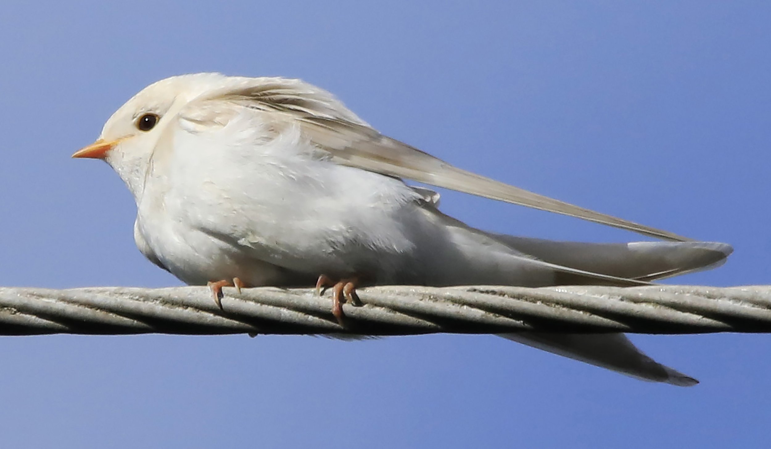 6 Day Adventure Tour of Ireland - Hikes, Wildlife, History - Rare white swallow - Beara Peninsula - Co Cork