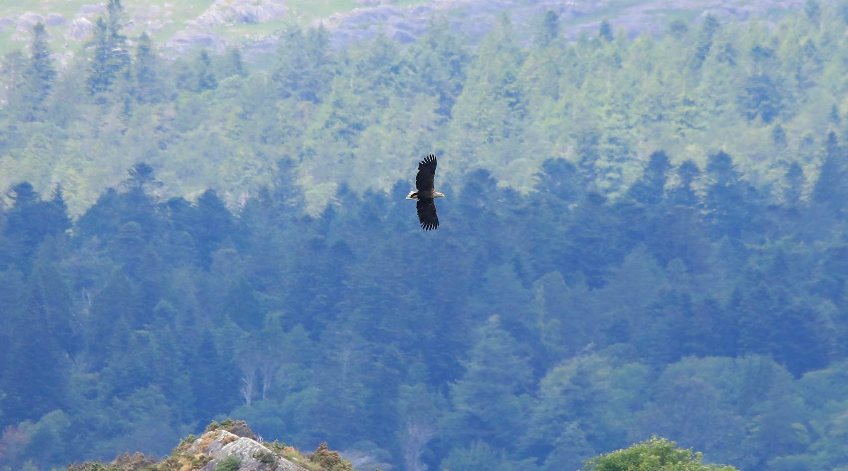6 Day Adventure Tour of Ireland - Hikes, Wildlife, History  - White tailed eagle -  Beara peninsula 