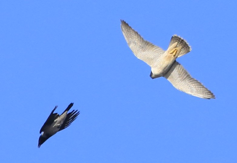 6 Day Adventure Tour of Ireland - Hikes, Wildlife, History - Peregrine chasing hooded crow - Cliffs of Moher - Co Clare