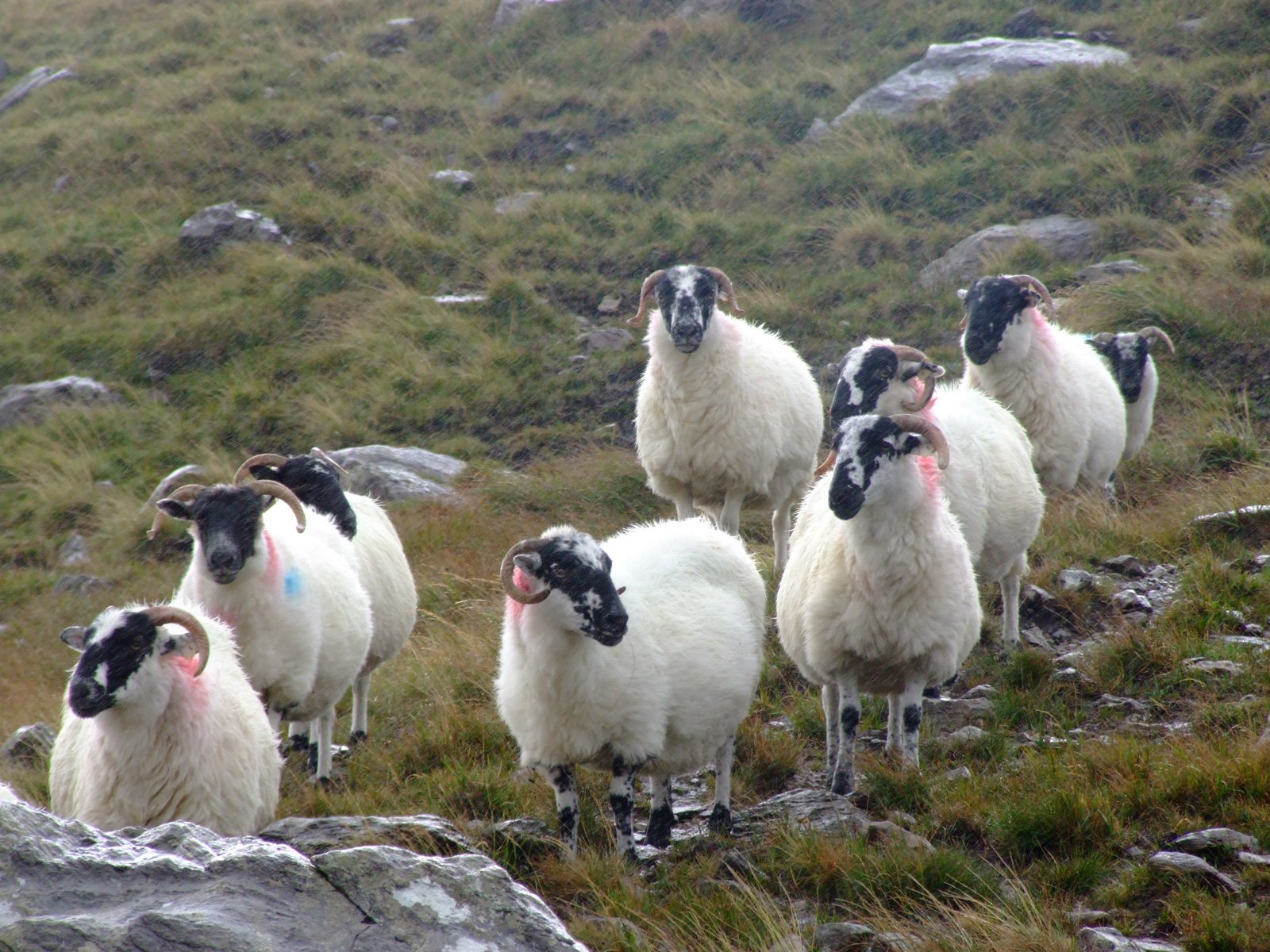 St. Patrick’s Day Hiking and Walking Adventure Tour of Ireland