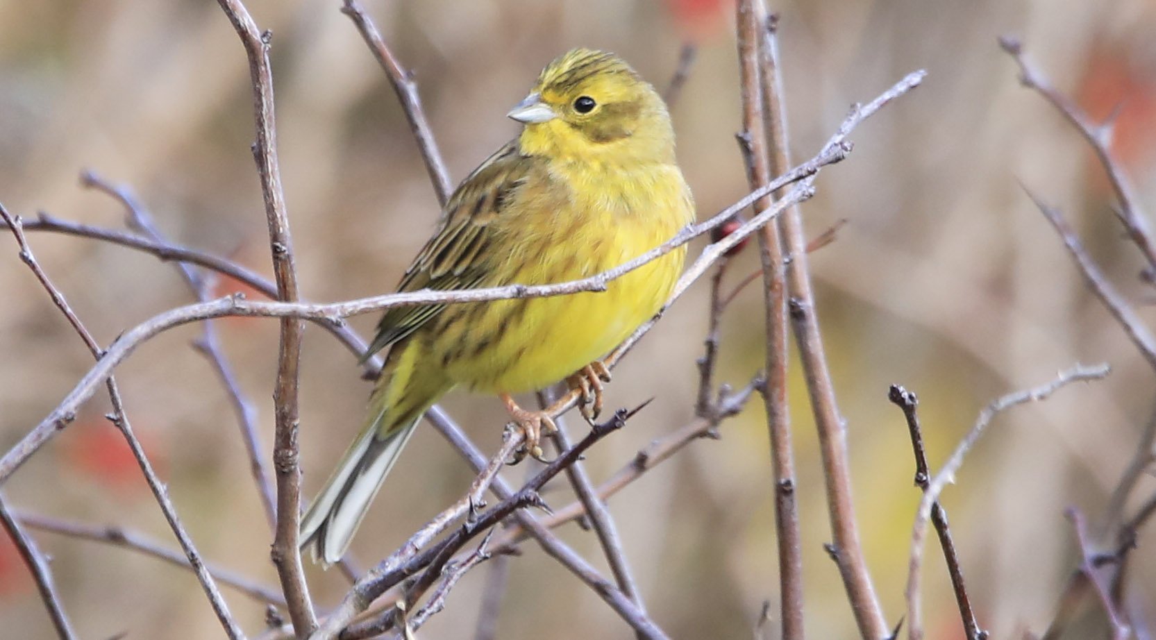 6 Day Adventure Tour of Ireland - Hikes, Wildlife, History - Yellowhammer - Rock of Dunamase - Co Laois