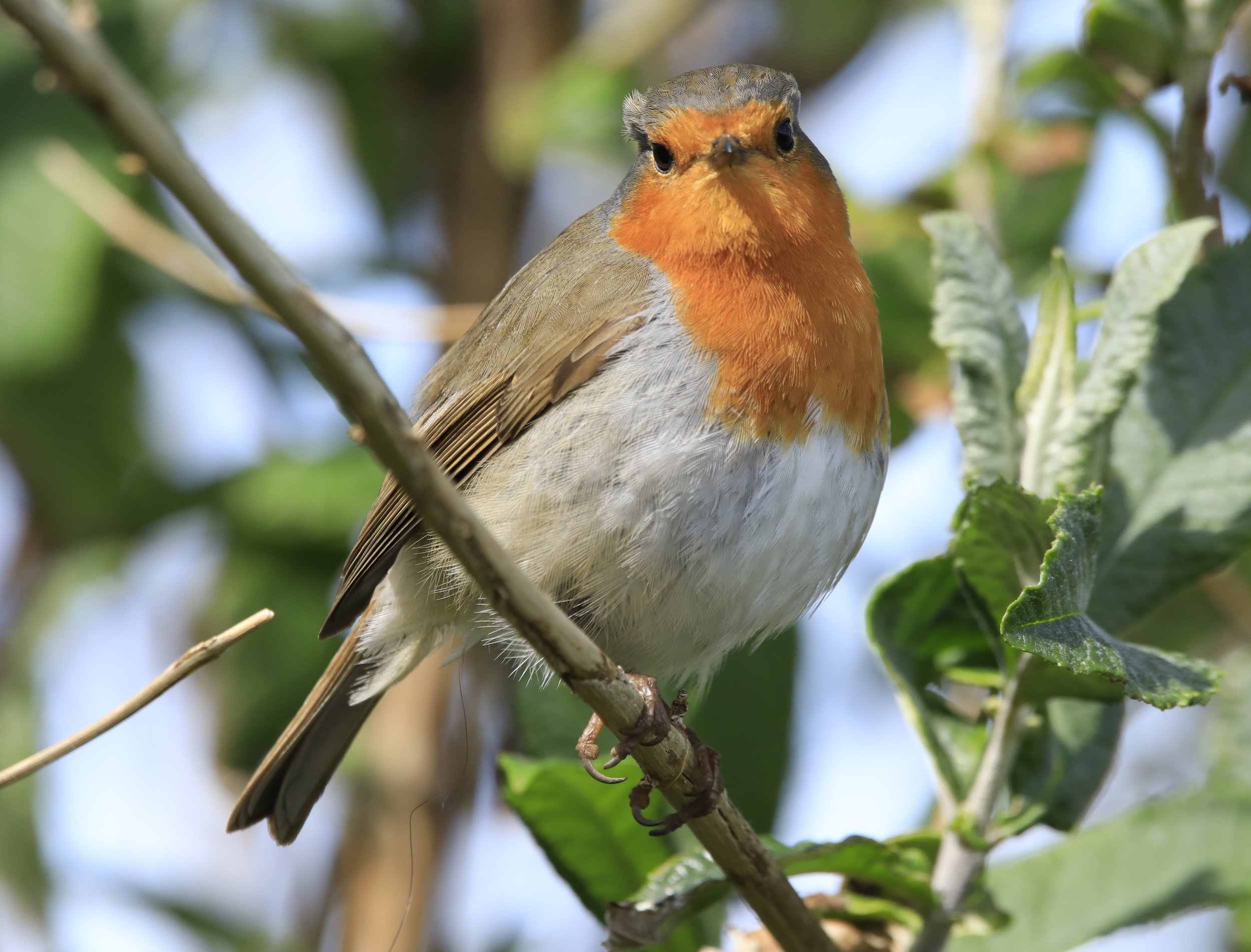 6 Day Adventure Tour of Ireland - Hikes, Wildlife, History - Eurasian Robin - Gougane Barra - Co Cork