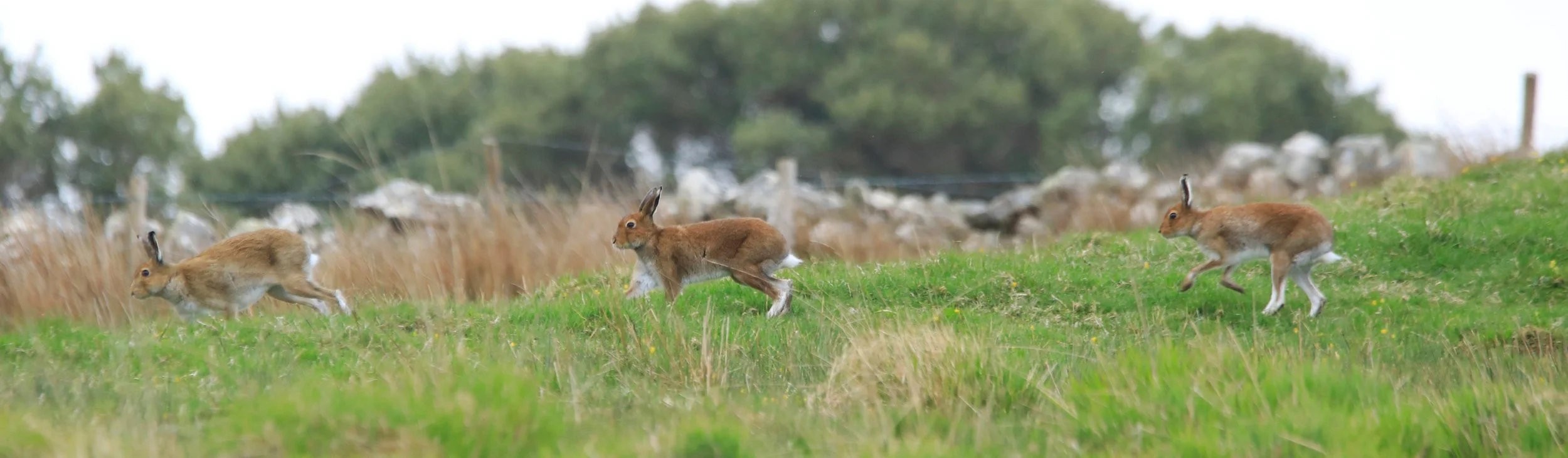 6 Day Adventure Tour of Ireland - Hikes, Wildlife, History  - Irish Mountaine Hares  - Mullaghmore, Co Sligo