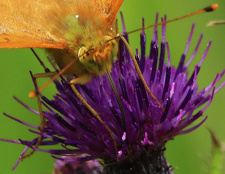 6 Day Adventure Tour of Ireland - Hikes, Wildlife, History - Silver-washed Fritillary - Killarney National Park - Co Kerry