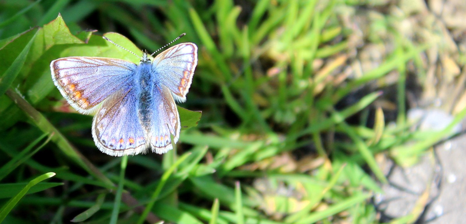 6 Day Adventure Tour of Ireland - Hikes, Wildlife, History - Common Blue Butterfly - Inis Mor - Aran Islands - Co Galway