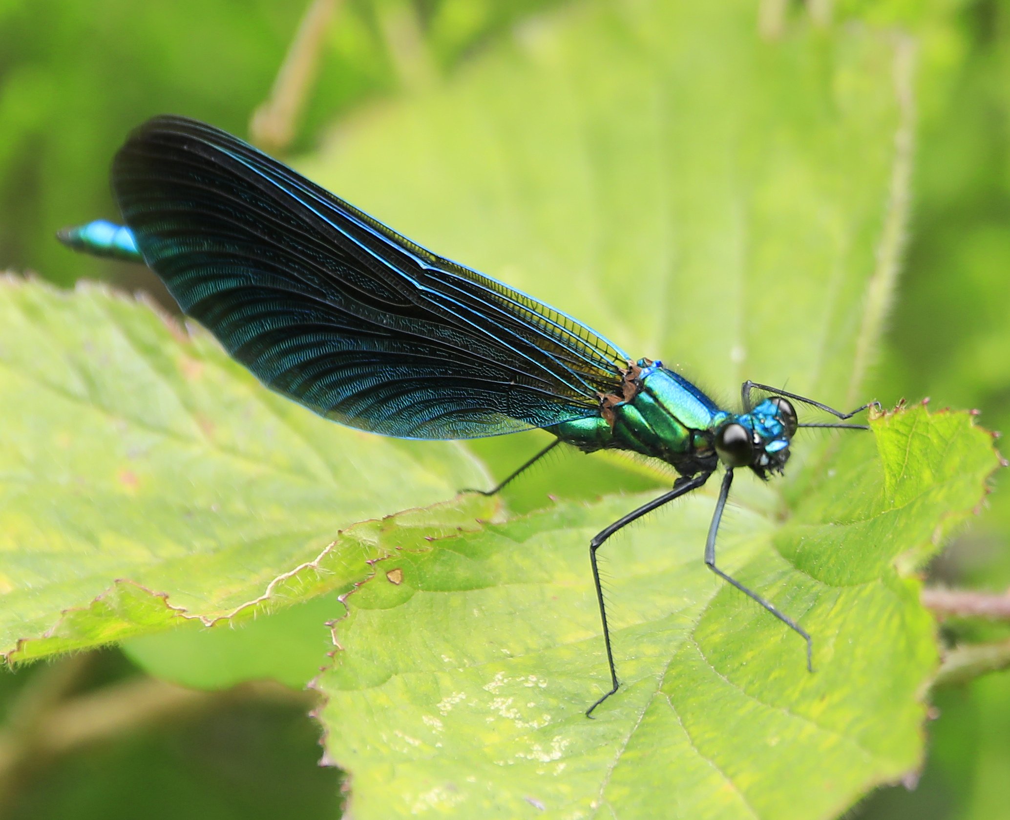 6 Day Adventure Tour of Ireland - Hikes, Wildlife, History - Damsel Fly - Killarney National Park - Co Kerry