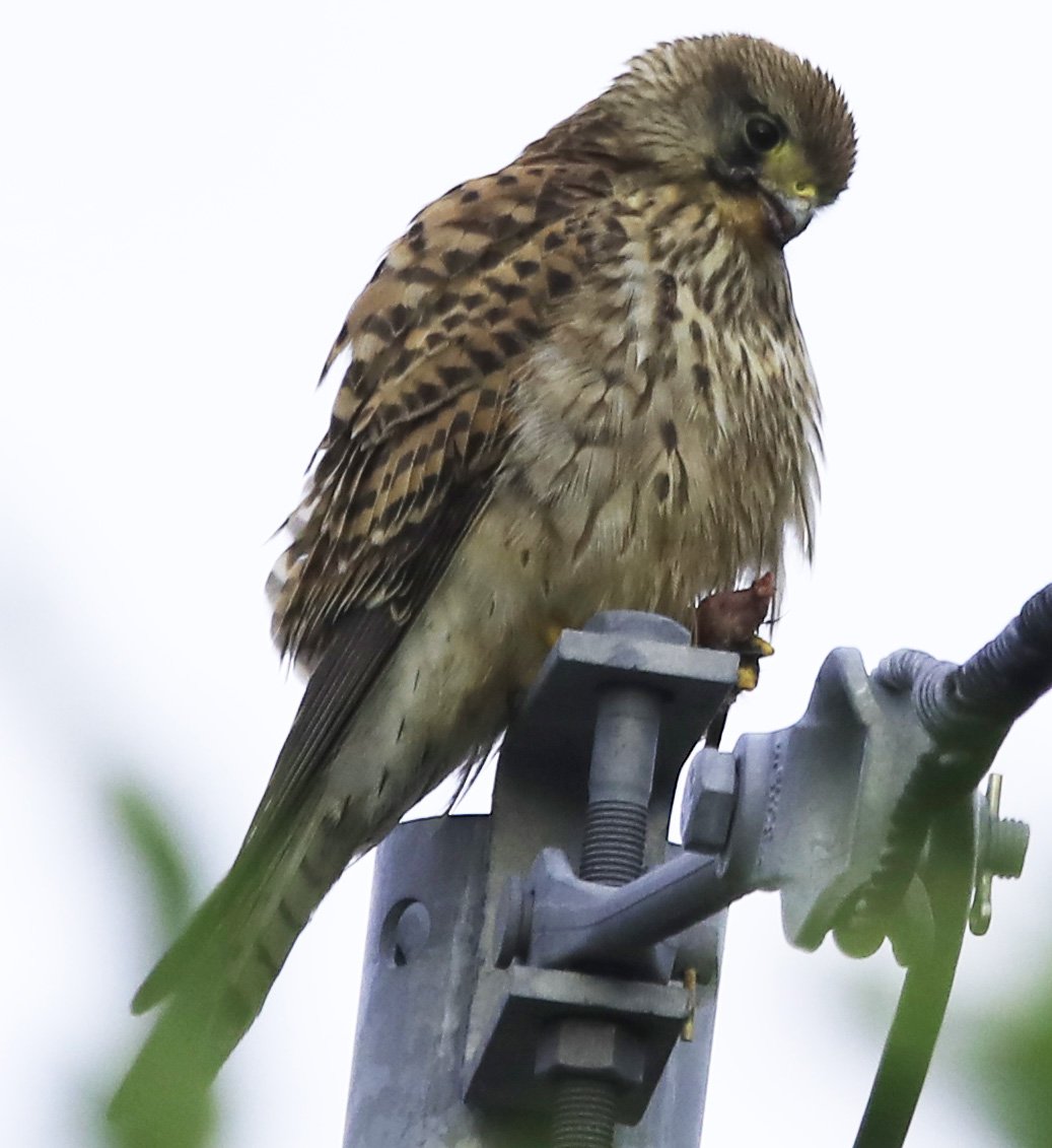 6 Day Adventure Tour of Ireland - Hikes, Wildlife, History - Kestrel with prey - The Burren - Co Clare