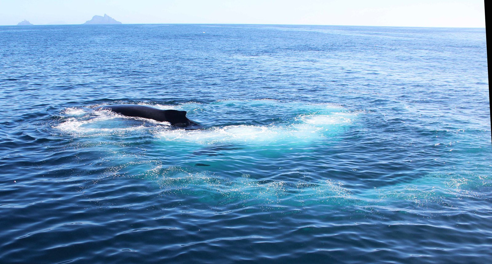 6 Day Adventure Tour of Ireland - Hikes, Wildlife, History - Humpback Whale bubblenet feeding close to Skellig MIchael - Co Kerry