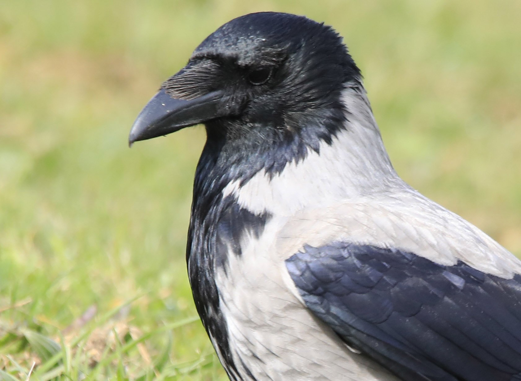 6 Day Adventure Tour of Ireland - Hikes, Wildlife, History - Hooded Crow - ROck of Cashel - Co Tipperary