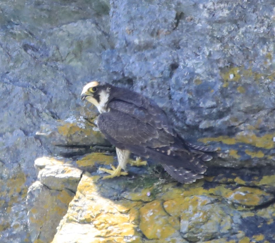 6 Day Adventure Tour of Ireland - Hikes, Wildlife, History - Juvenile Peregrine Falcon - Dublin