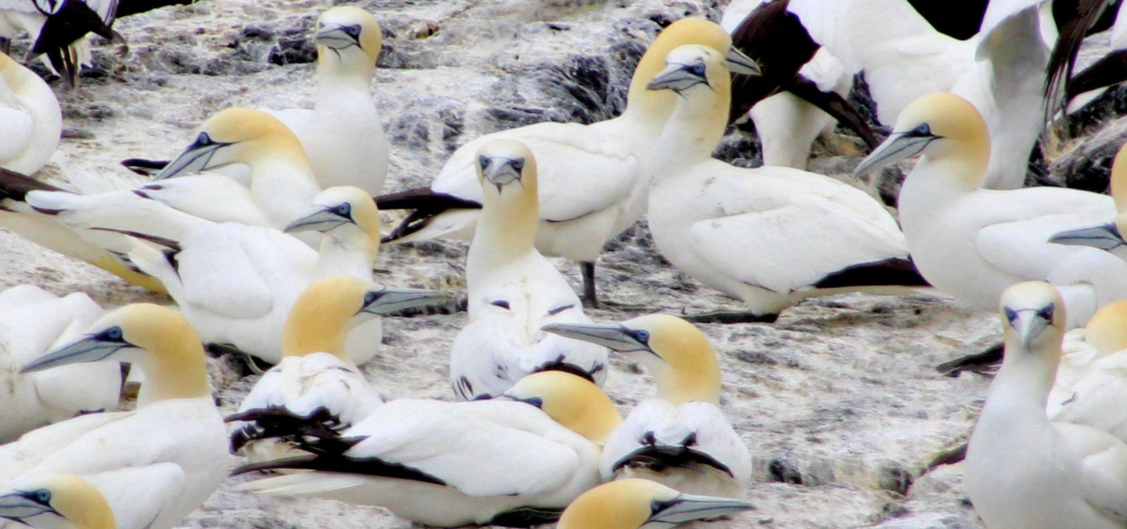 6 Day Adventure Tour of Ireland - Hikes, Wildlife, History - Gannets - Skellig Islands Co Kerry