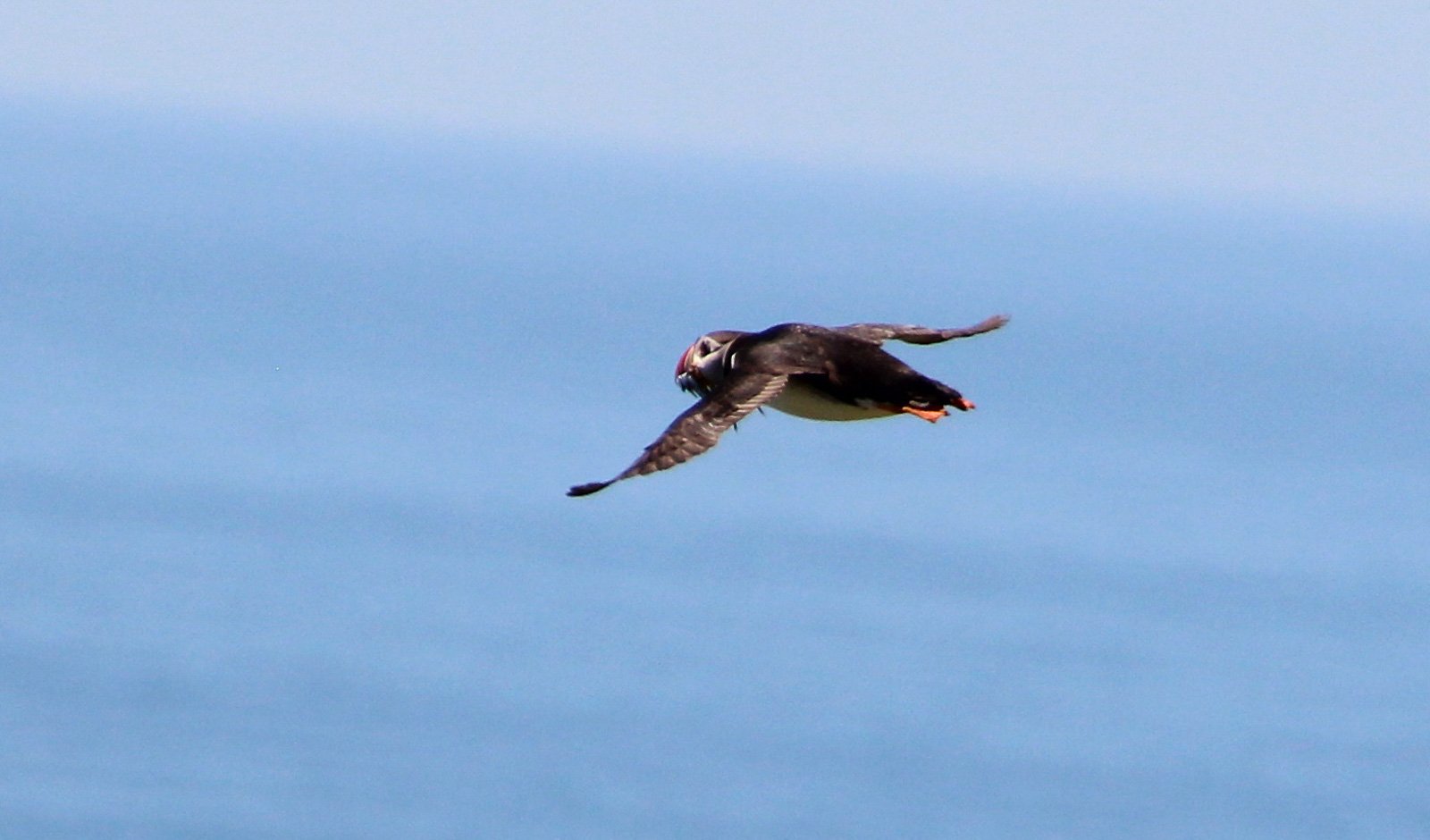 6 Day Adventure Tour of Ireland - Hikes, Wildlife, History - Puffin - Skellig Islands Co Kerry