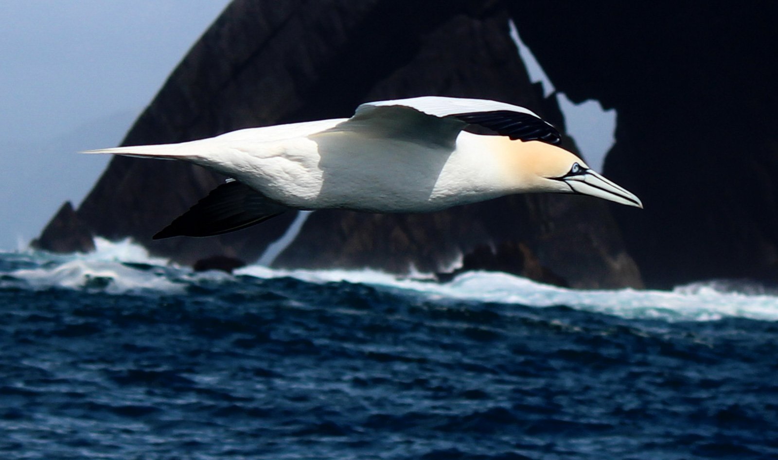 6 Day Adventure Tour of Ireland - Hikes, Wildlife, History - Gannets - Skellig Islands Co Kerry