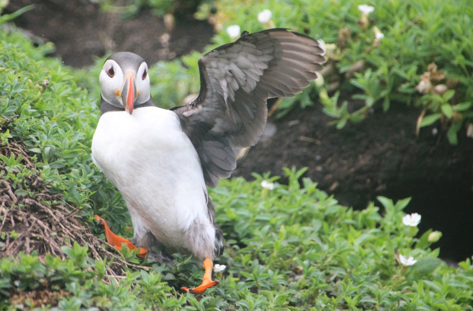 6 Day Adventure Tour of Ireland - Hikes, Wildlife, History - puffin- Skellig Michael - Co Kerry