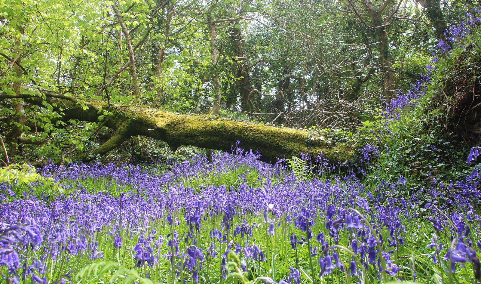 6 Day Adventure Tour of Ireland - Hikes, Wildlife, History - Bluebell woods - Springtime - Ring of Kerry