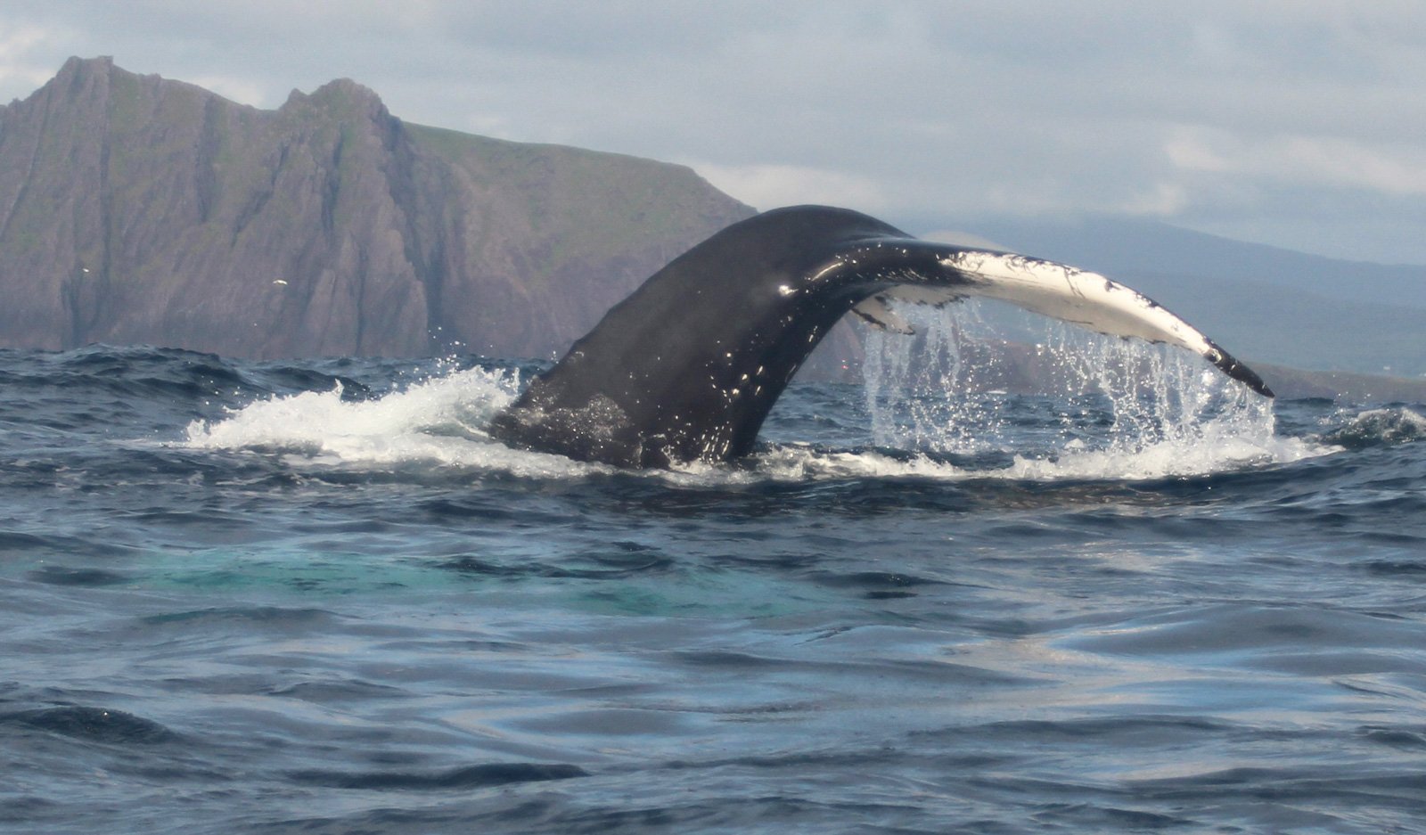 6 Day Adventure Tour of Ireland - Hikes, Wildlife, History - Humpback whale- Dingle peninsula