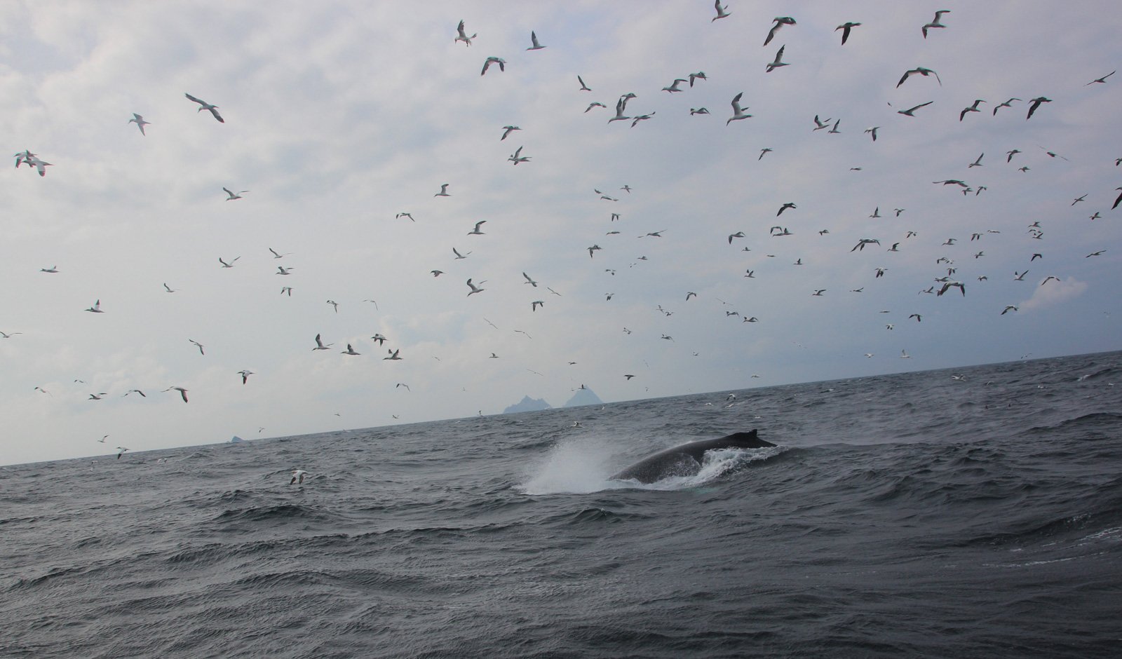 6 Day Adventure Tour of Ireland - Hikes, Wildlife, History - humpback whale - Skellig Islands Co Kerry
