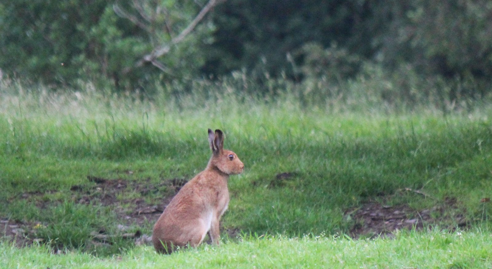 6 Day Adventure Tour of Ireland - Hikes, Wildlife, History - Irish Mountain Hare - Gougane Barra - Co Cork