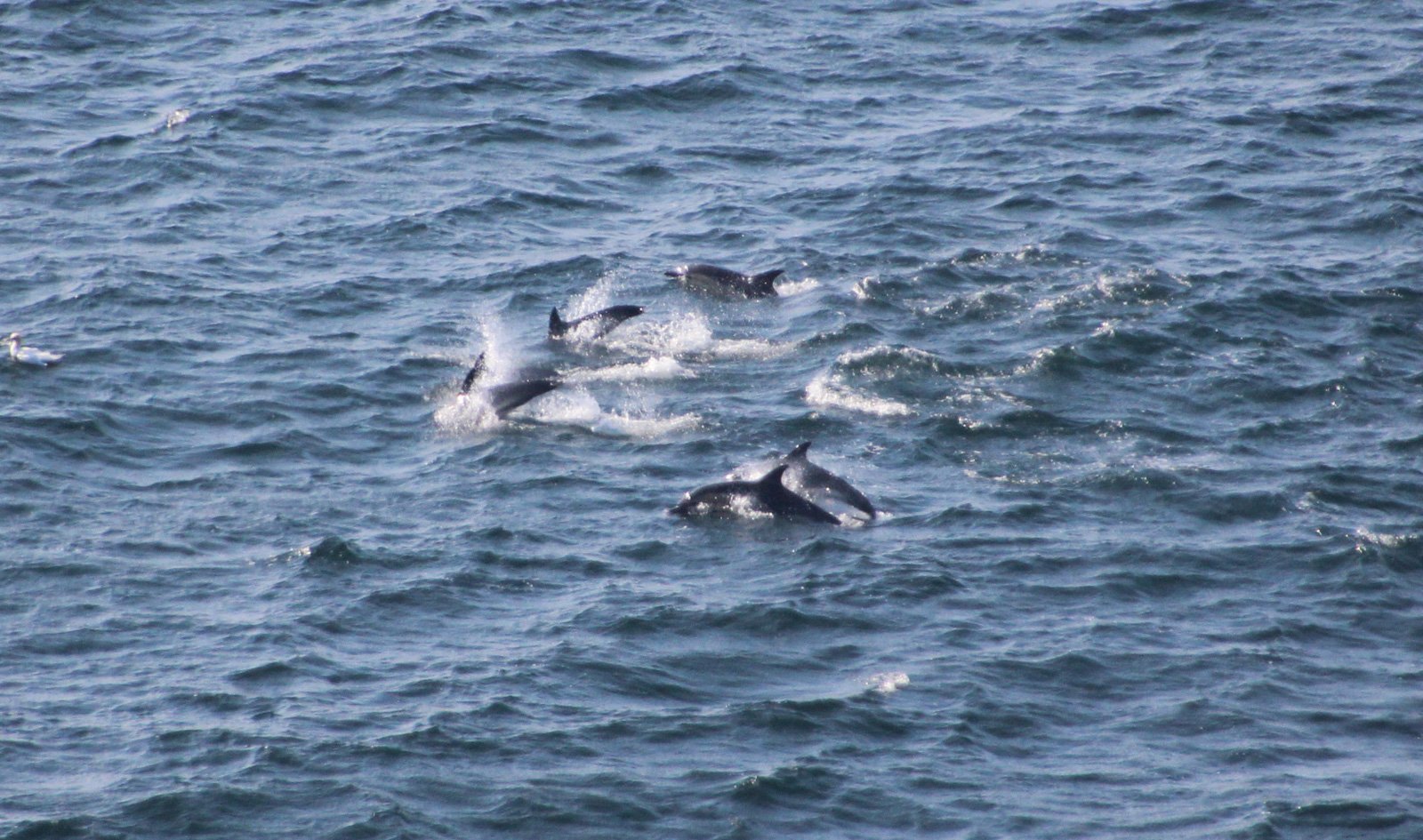 6 Day Adventure Tour of Ireland - Hikes, Wildlife, History - common dolphins - Dingle Peninsula - Co Kerry