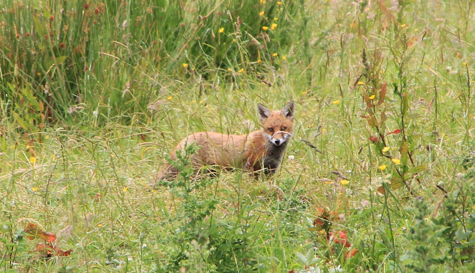 6 Day Adventure Tour of Ireland - Hikes, Wildlife, History - Fox cub - The Burren - Co Clare