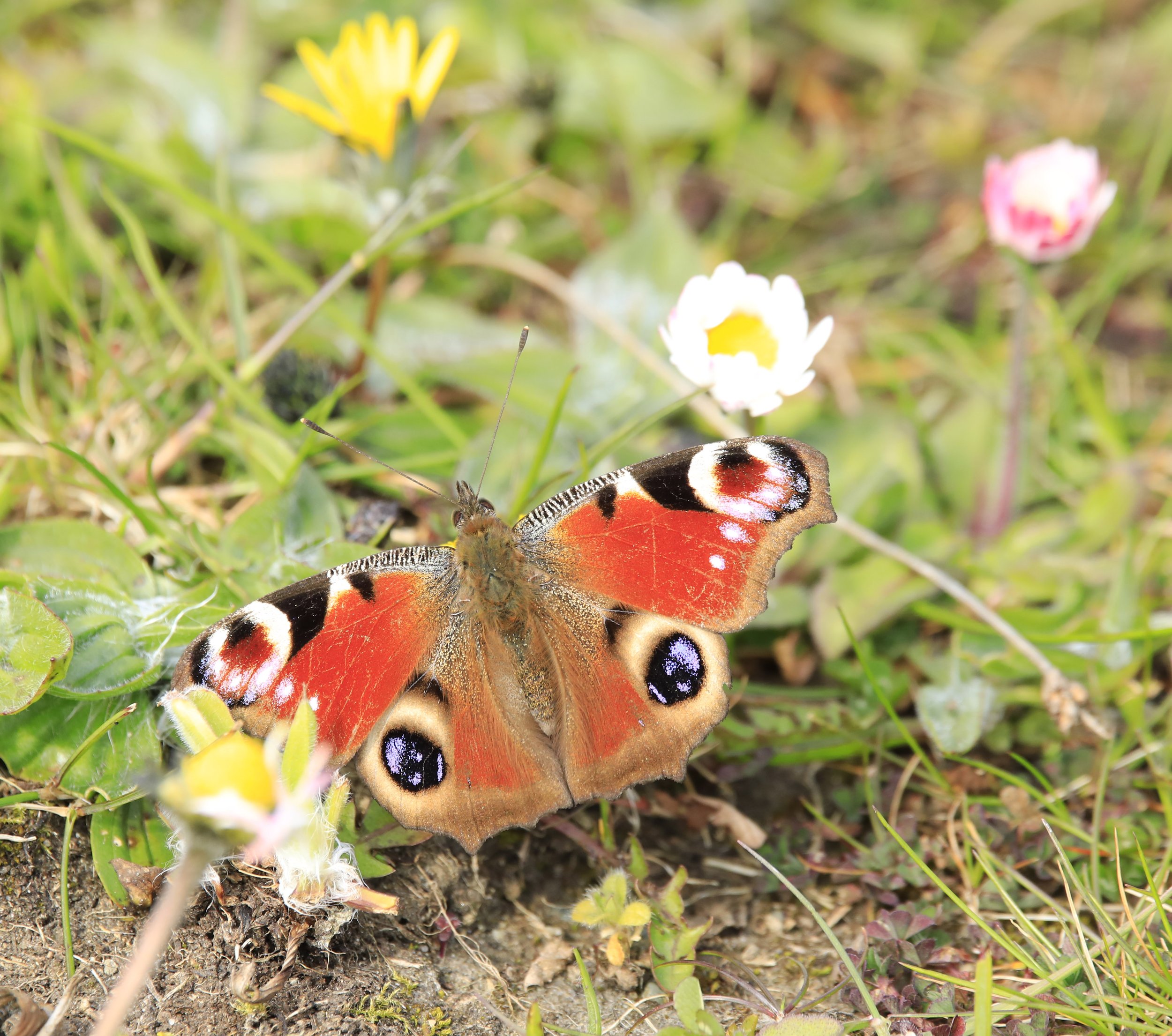 6 Day Adventure Tour of Ireland - Hikes, Wildlife, History - Peacock Butterfly - Dingle peninsula - Co Kerry