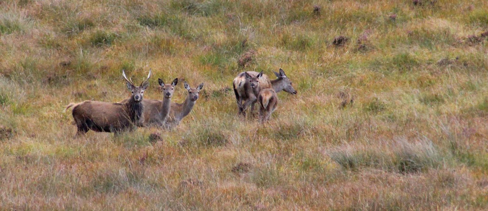 6 Day Adventure Tour of Ireland - Hikes, Wildlife, History - Red Deer - Glenveagh National Park - Co Donegal