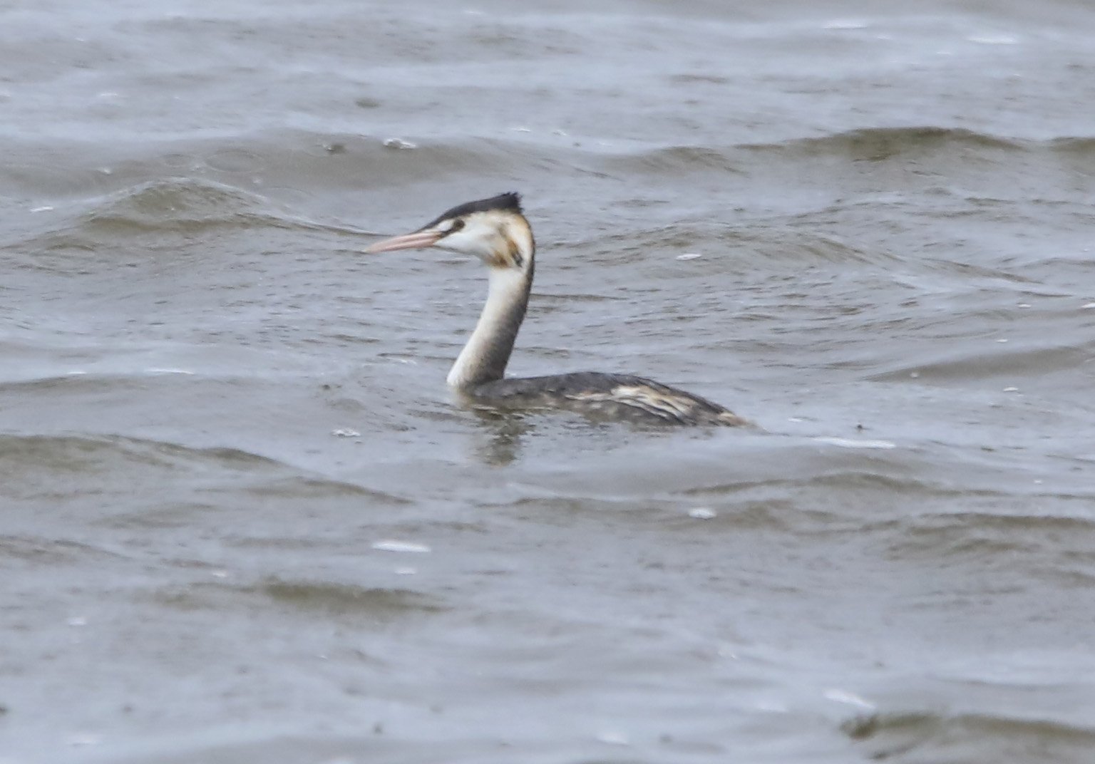 6 Day Adventure Tour of Ireland - Hikes, Wildlife, History - Great Crested Grebe - Portmore Lough - Belfast - Northern Ireland