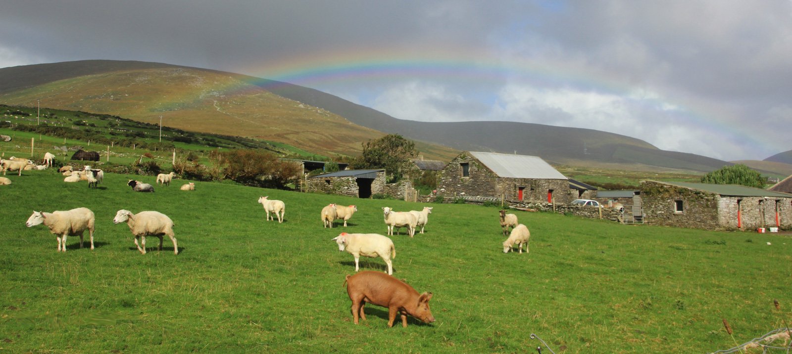 6 Day Adventure Tour of Ireland - Hikes, Wildlife, History - Farm- Dingle Peninsula - Co Kerry