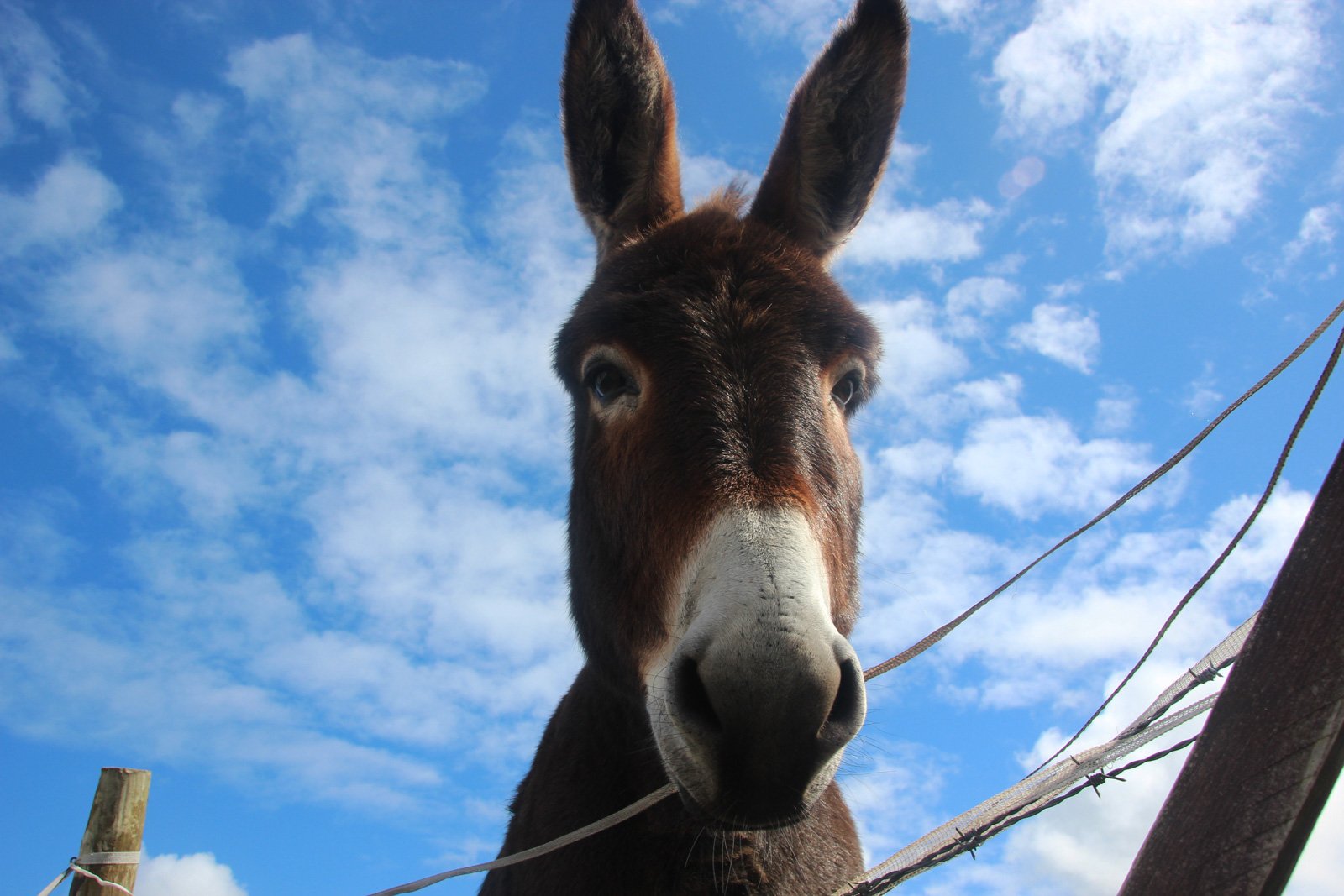 6 Day Adventure Tour of Ireland - Hikes, Wildlife, History - Donkey - Connemara Co Galway