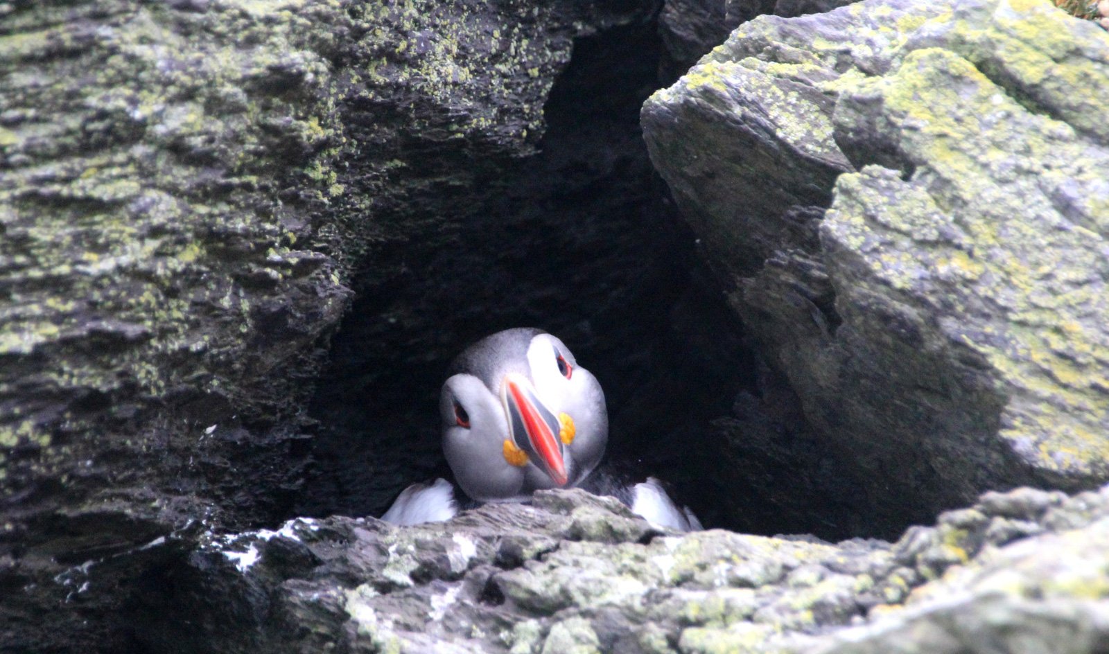 6 Day Adventure Tour of Ireland - Hikes, Wildlife, History - puffin - Skellig Michael Co Kerry
