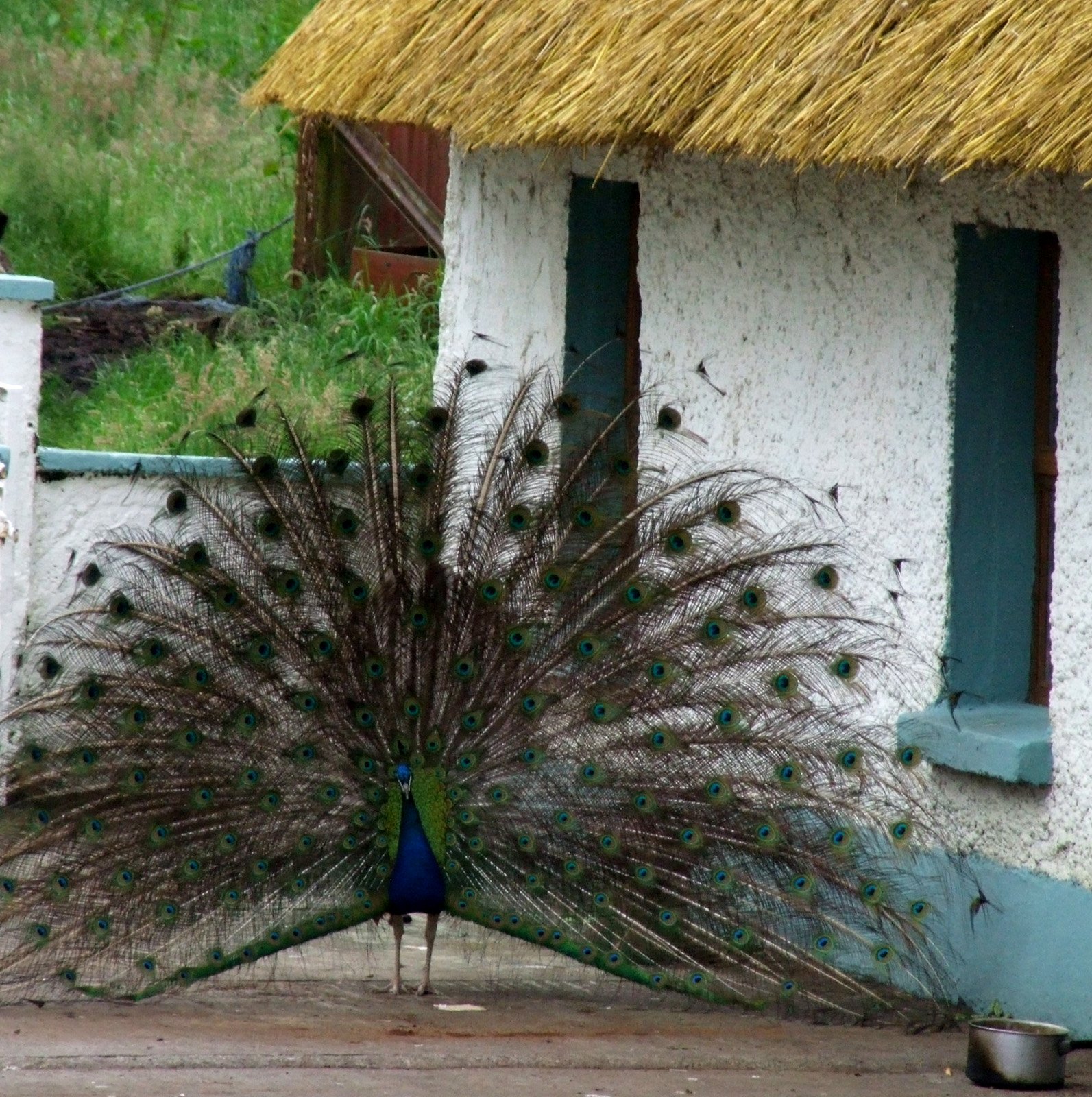 6 Day Adventure Tour of Ireland - Hikes, Wildlife, History - Peacock and thatched cottage - near Clonmacnois Co Offaly