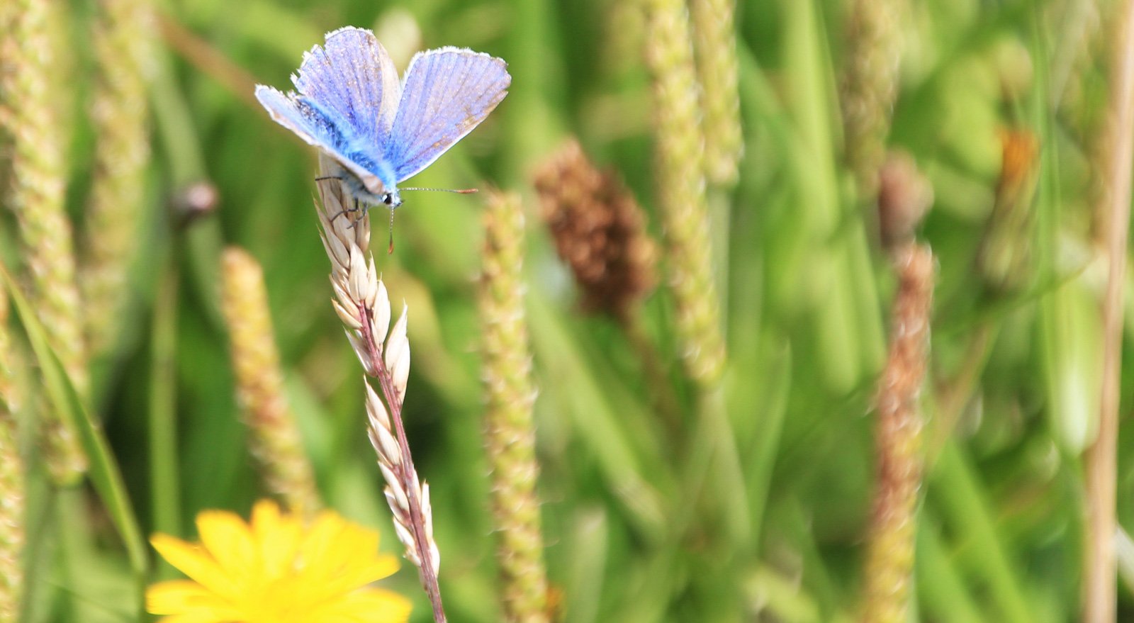 6 Day Adventure Tour of Ireland - Hikes, Wildlife, History - Common Blue Butterfly - Co Kerry