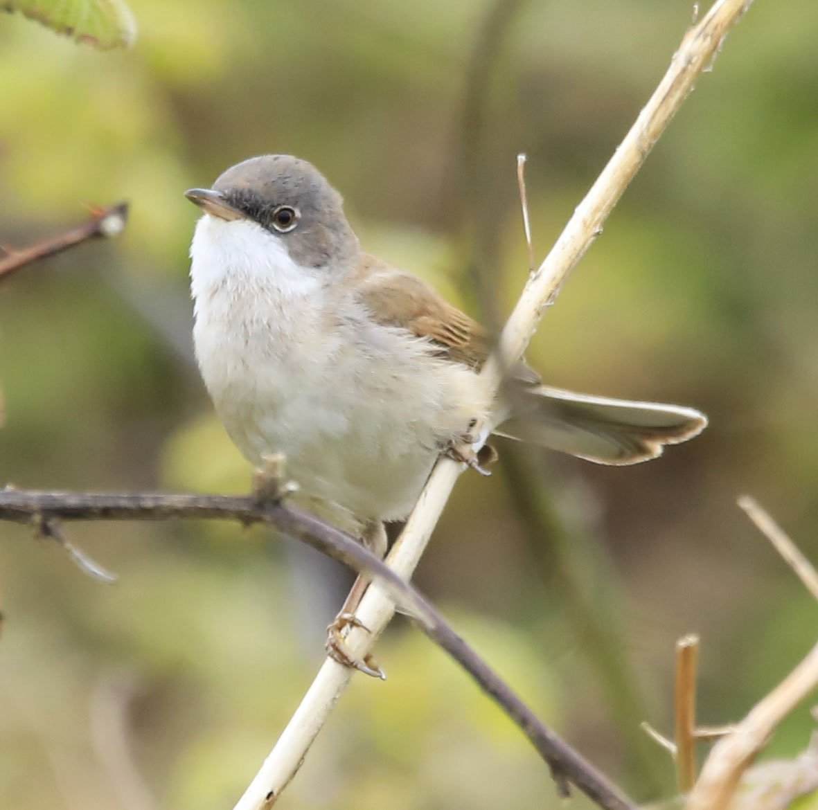 6 Day Adventure Tour of Ireland - Hikes, Wildlife, History - Common whitethroat - Howth - Co Dublin