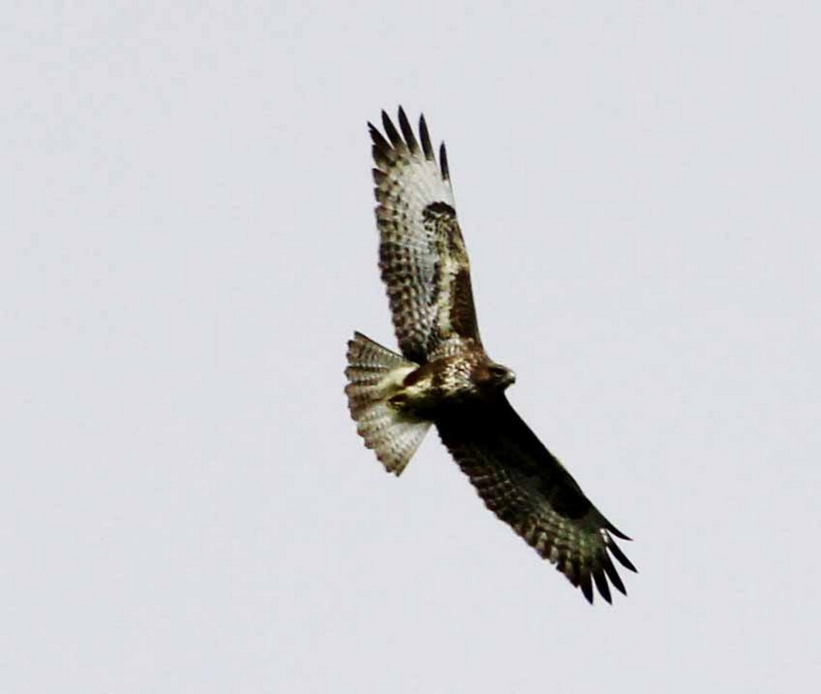 6 Day Adventure Tour of Ireland - Hikes, Wildlife, History - Common buzzard- Golden - Co Tipperary