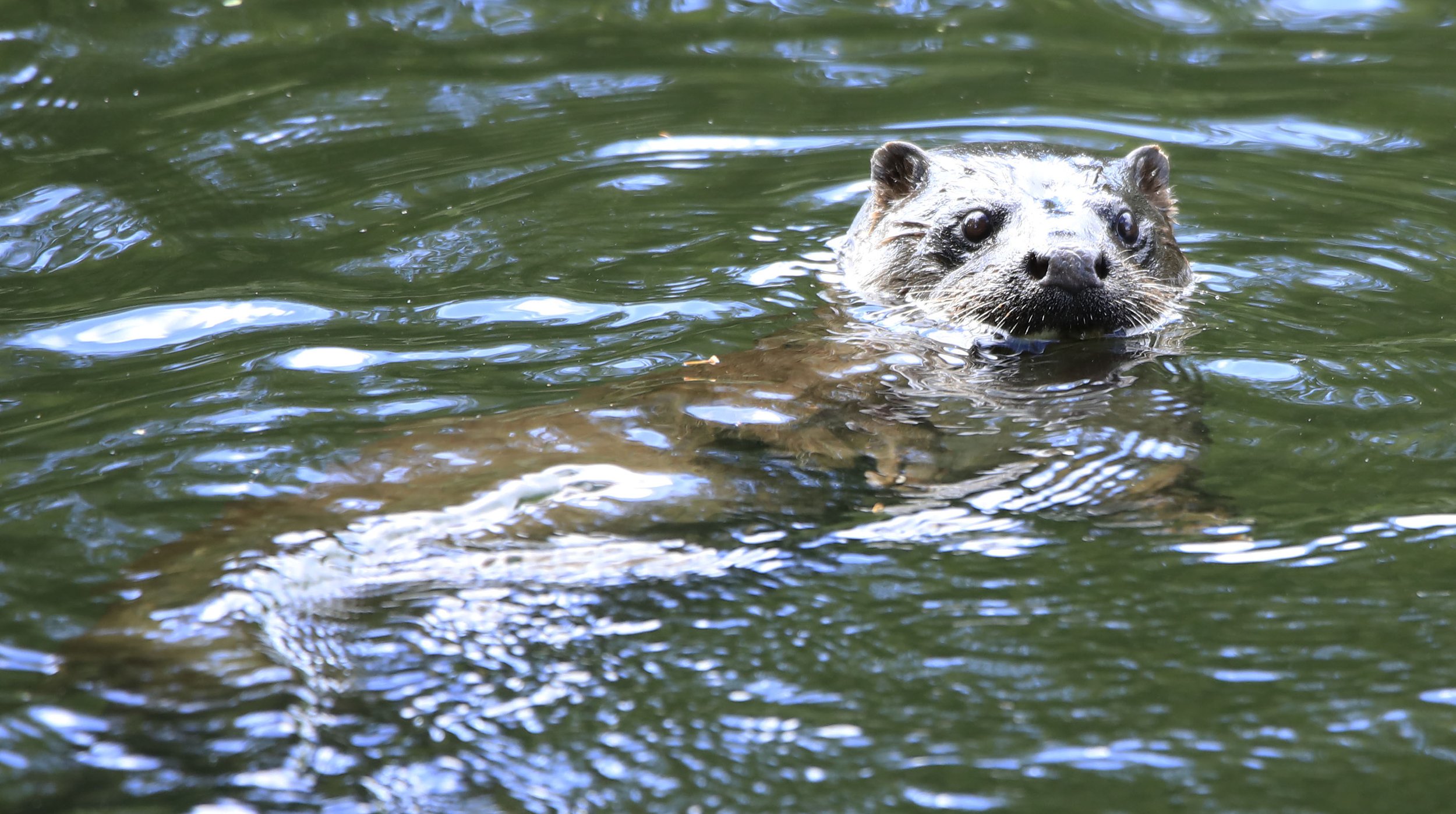 6 Day Adventure Tour of Ireland - Hikes, Wildlife, History - Eurasian Otter- River Suir - Co Tipperary