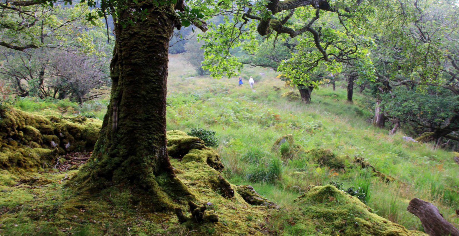 6 Day Small Group Adventure Tour of Ireland - Hiking Killarney - Co Kerry