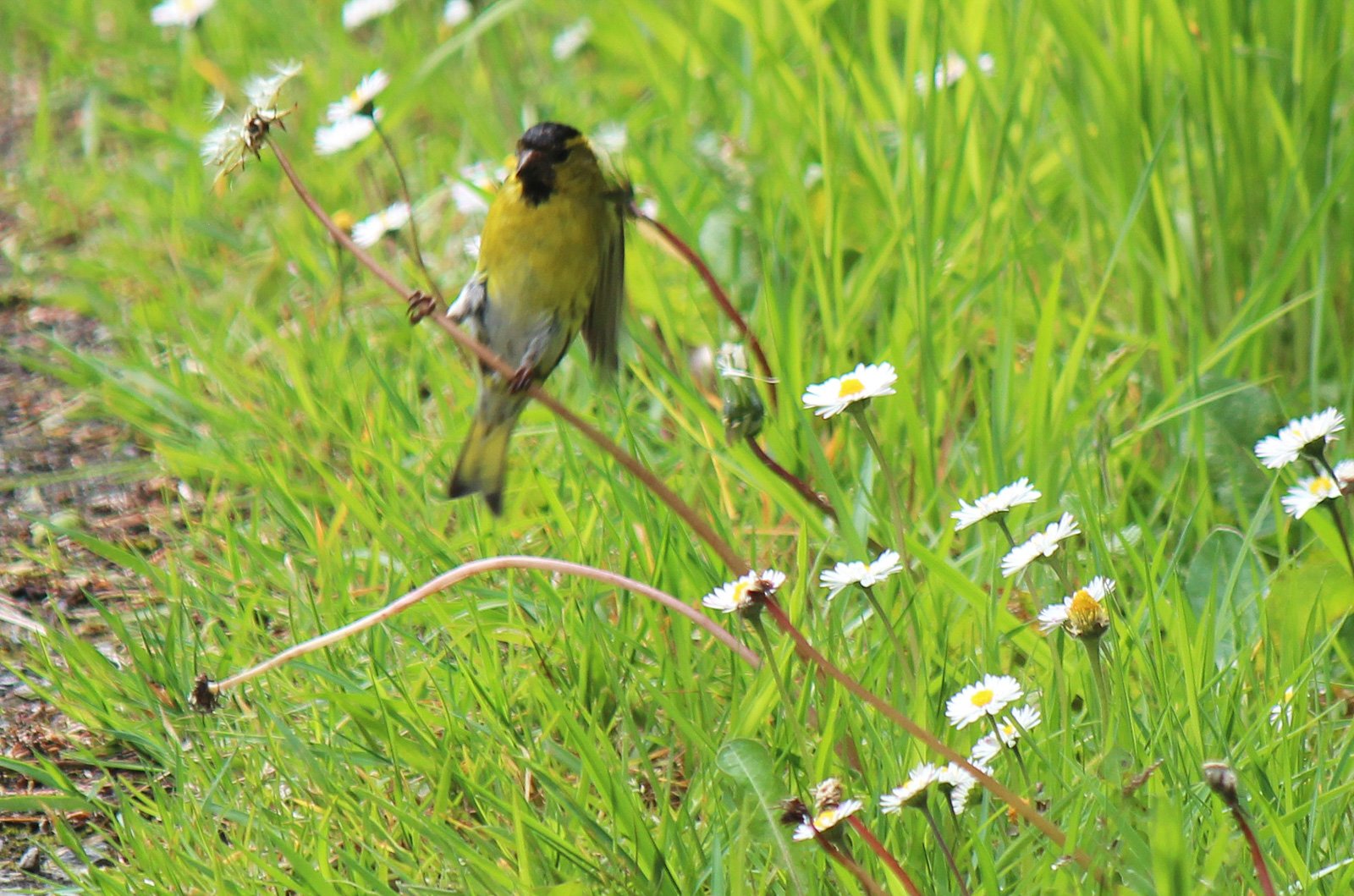 6 Day Adventure Tour of Ireland - Hikes, Wildlife, History - Siskin - Birding - Beara Peninsula