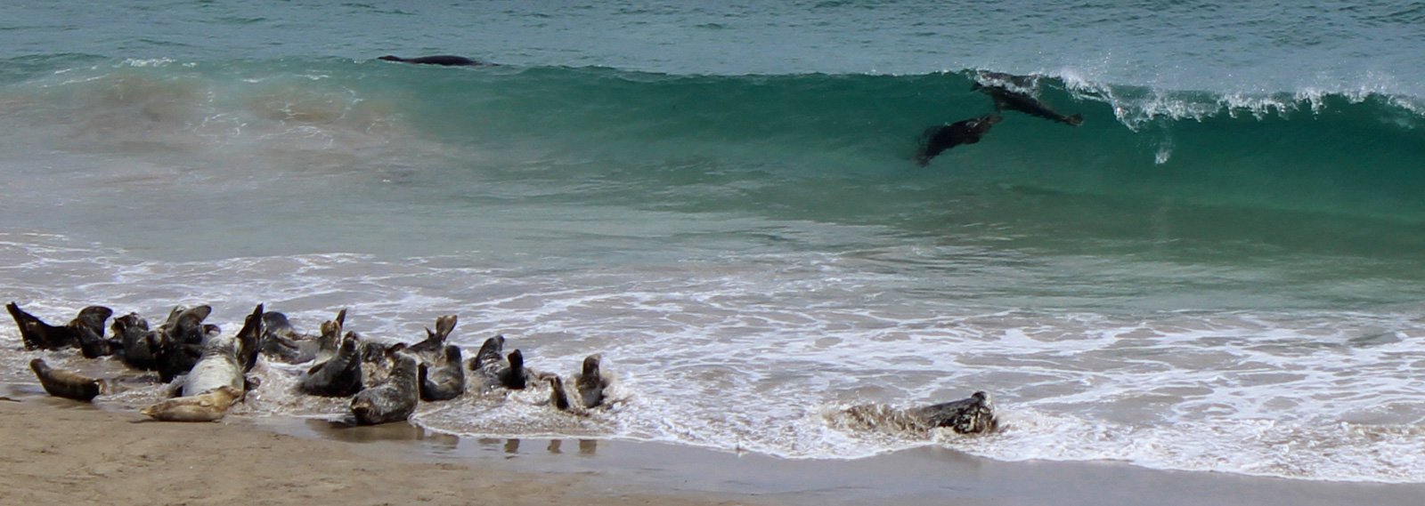 6 Day Adventure Tour of Ireland - Hikes, Wildlife, History - Seals - Blasket Islands - Co Kerry