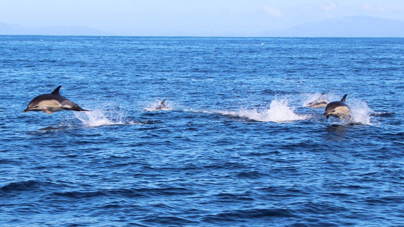 6 Day Adventure Tour of Ireland - Hikes, Wildlife, History - Common Dolphins - Skellig Islands Co Kerry
