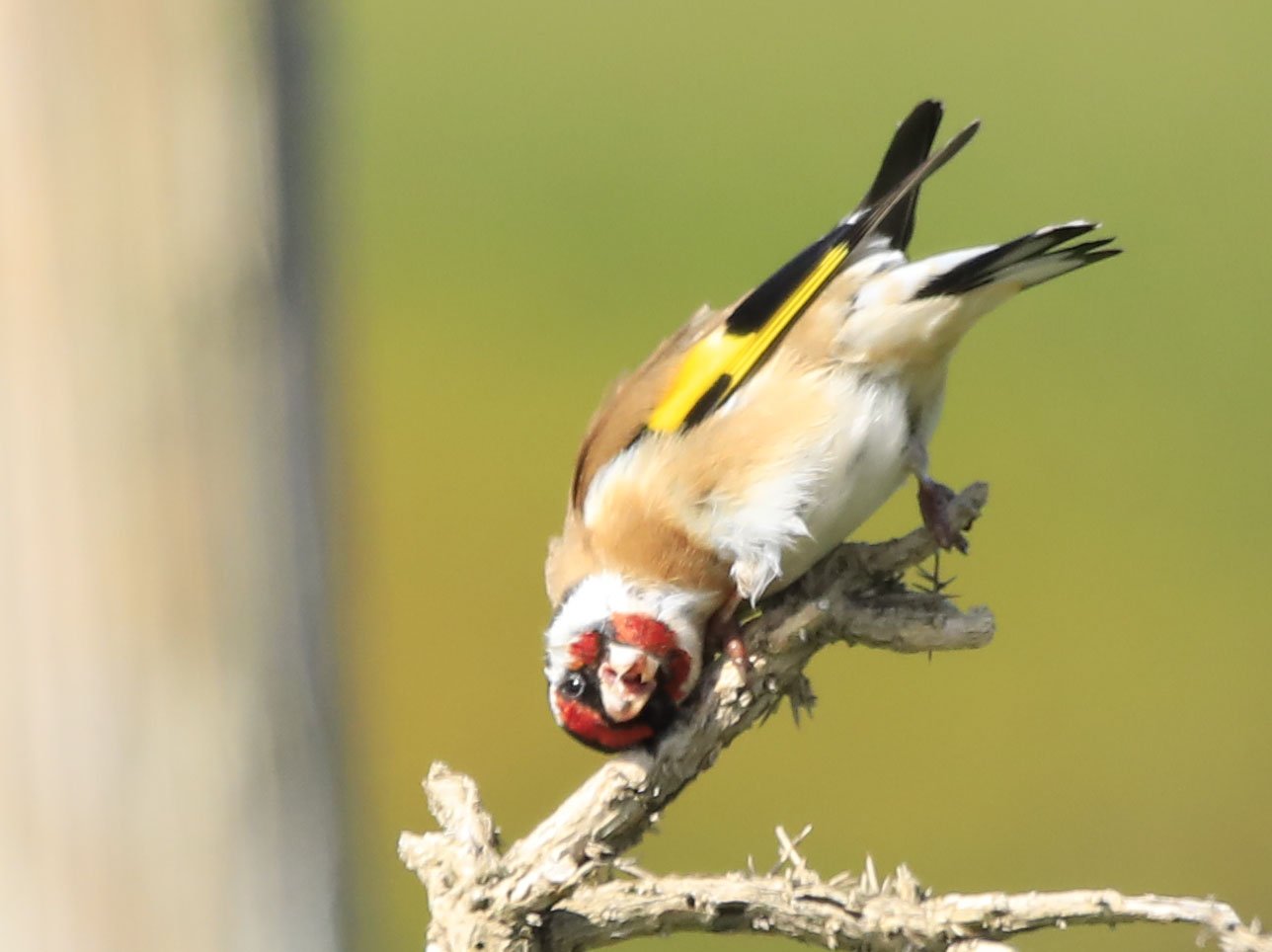 6 Day Adventure Tour of Ireland - Hikes, Wildlife, History - Eurasian Goldfinch - Inis Mor - Aran Islands - Co Galway