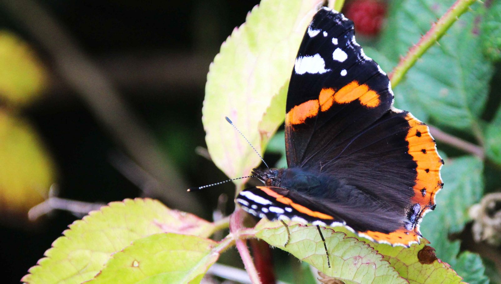 6 Day Adventure Tour of Ireland - Hikes, Wildlife, History - Red Admiral Butterfly - Rock of Dunamase - Co Laois