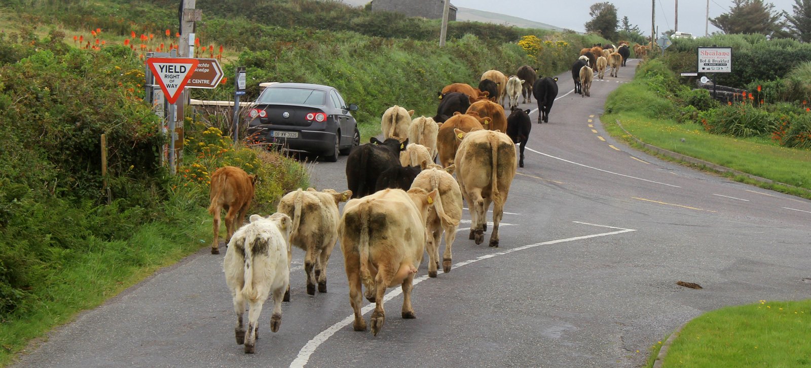 6 Day Adventure Tour of Ireland - Hikes, Wildlife, History - Cows - Valentia Island - Co Kerry