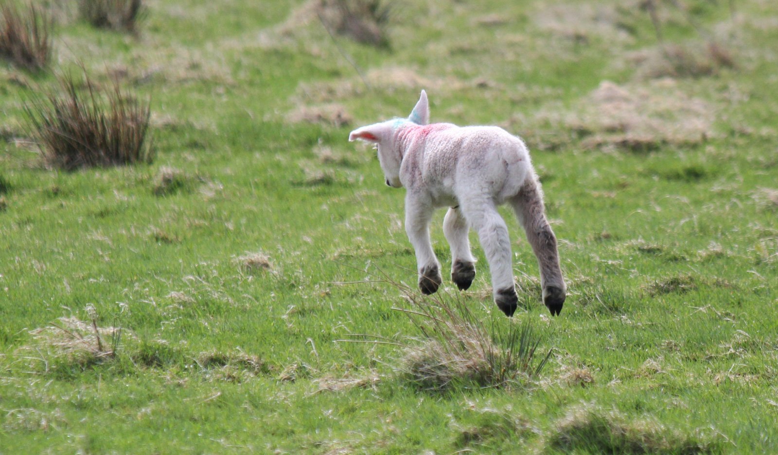 6 Day Adventure Tour of Ireland - Hikes, Wildlife, History - Spring Lamb - Co Donegal