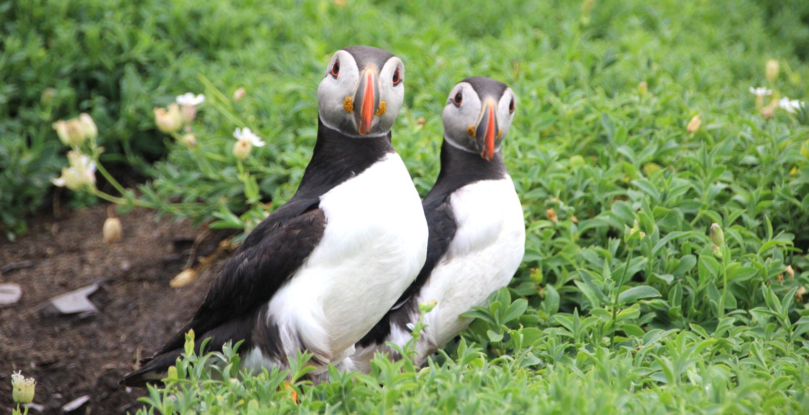 6 Day Adventure Tour of Ireland - Hikes, Wildlife, History - puffins- Skellig Islands Co Kerry