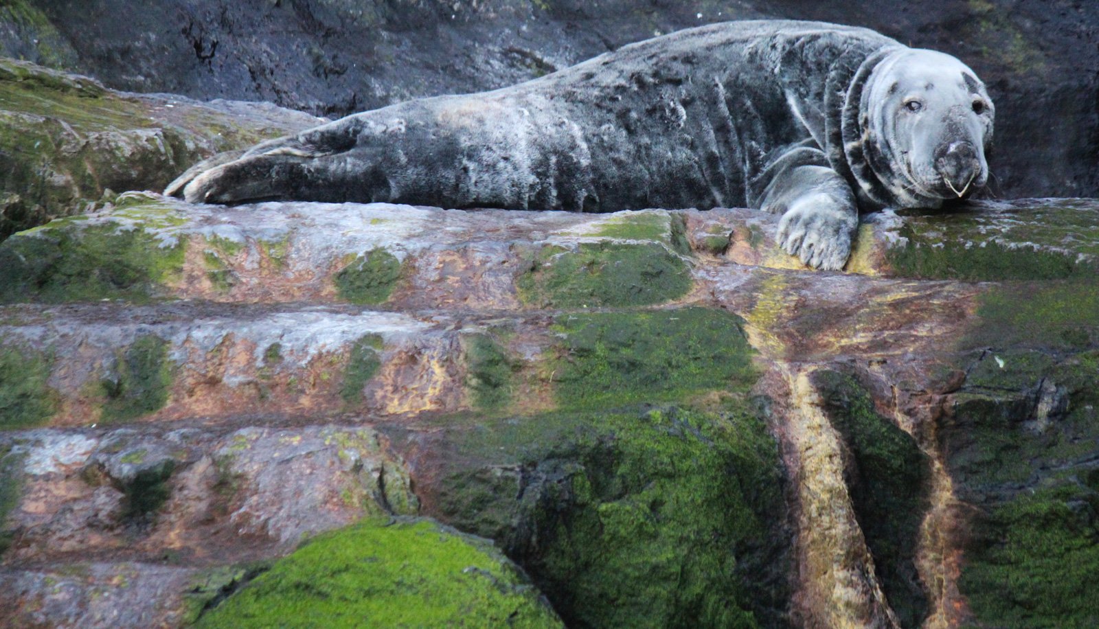 6 Day Adventure Tour of Ireland - Hikes, Wildlife, History - Grey Seal - Skellig Michael - Co Kerry