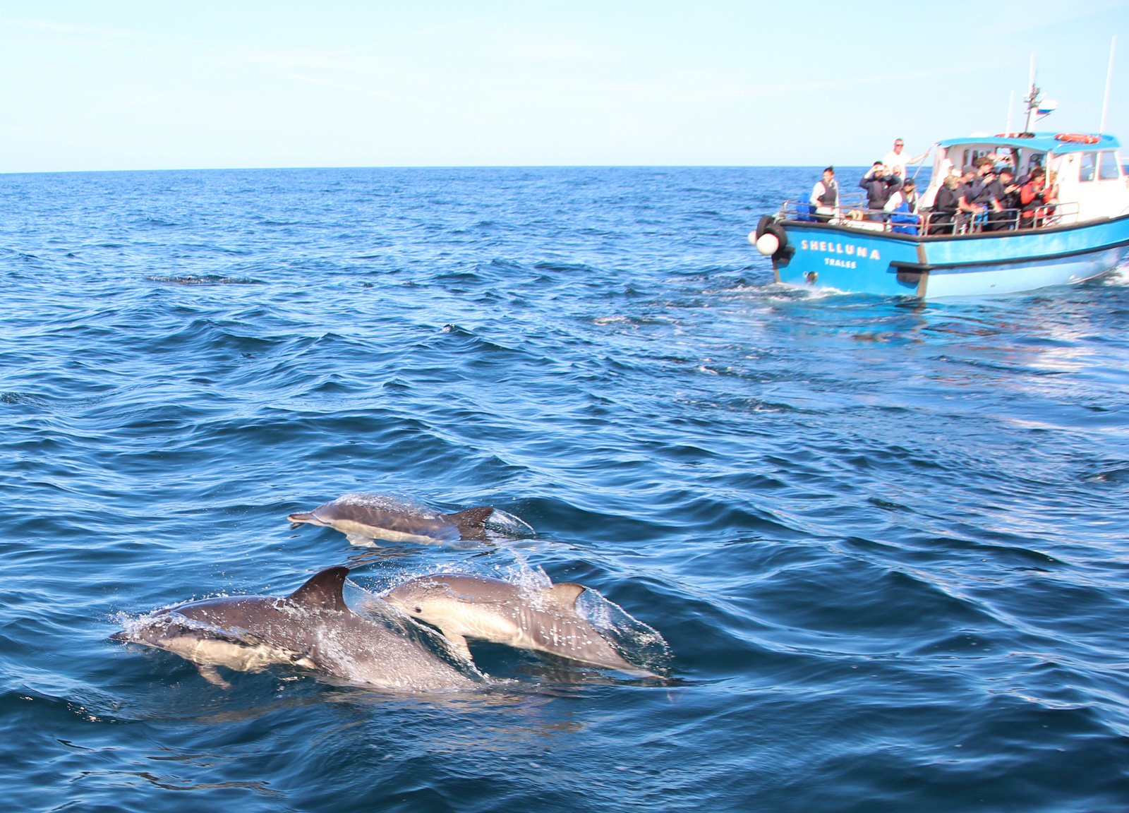 6 Day Adventure Tour of Ireland - Hikes, Wildlife, History - Common Dolphins - Skellig Islands Co Kerry