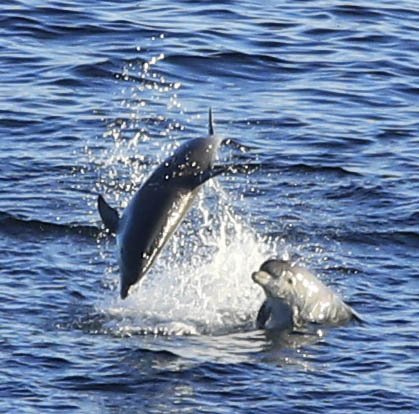 6 Day Adventure Tour of Ireland - Hikes, Wildlife, History - Bottlenose Dolphins -Slea Head - Dingle peninsula - Co Kerry