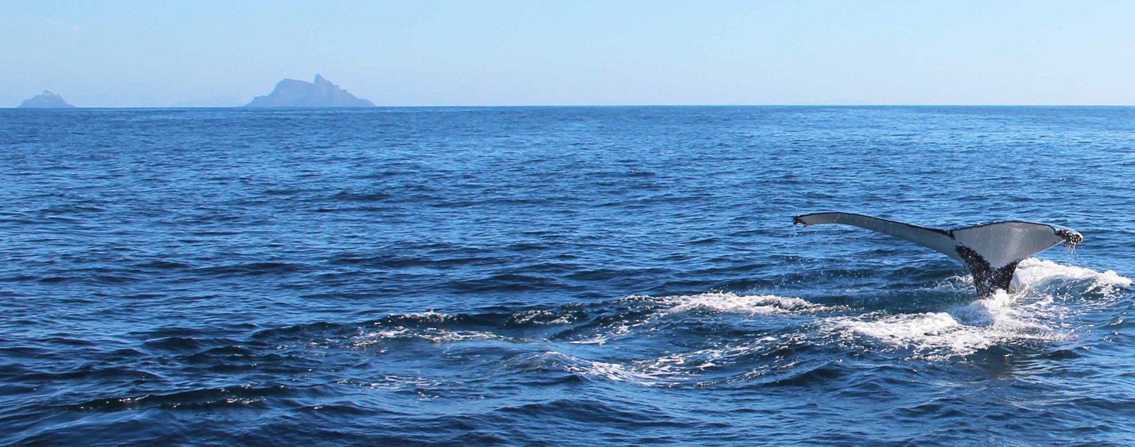 6 Day Adventure Tour of Ireland - Hikes, Wildlife, History - Humpback whale - Skellig Michael - CO Kerry