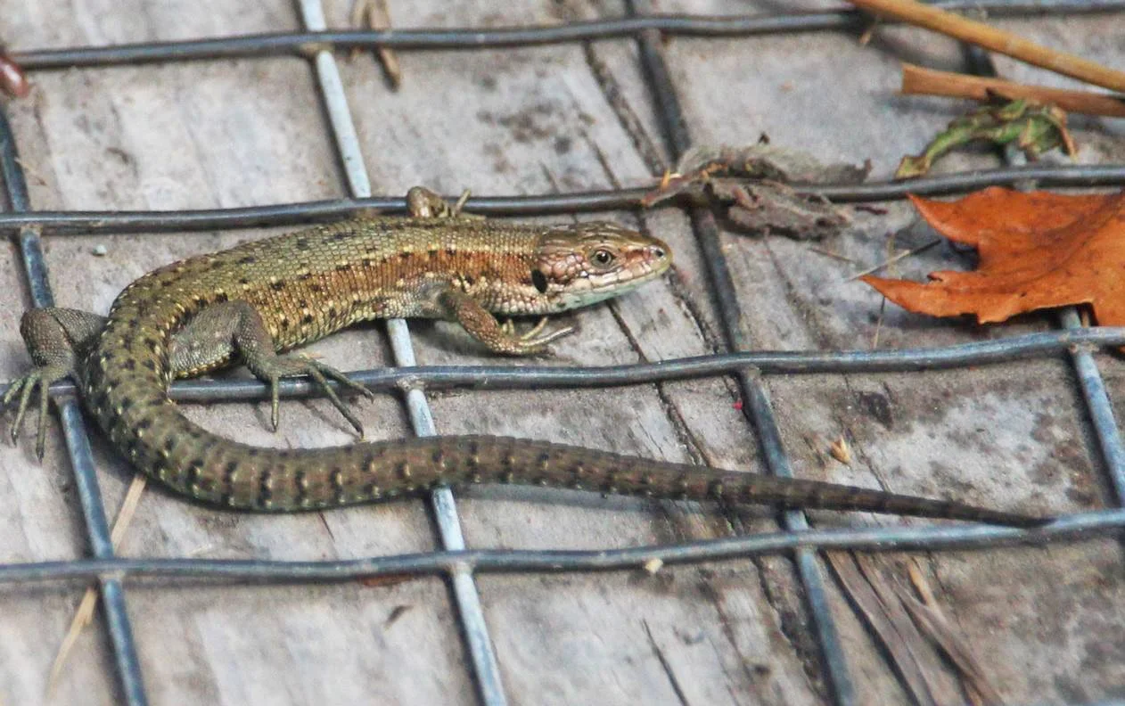 6 Day Adventure Tour of Ireland - Hikes, Wildlife, History  - Common Lizard - Killarney National Park